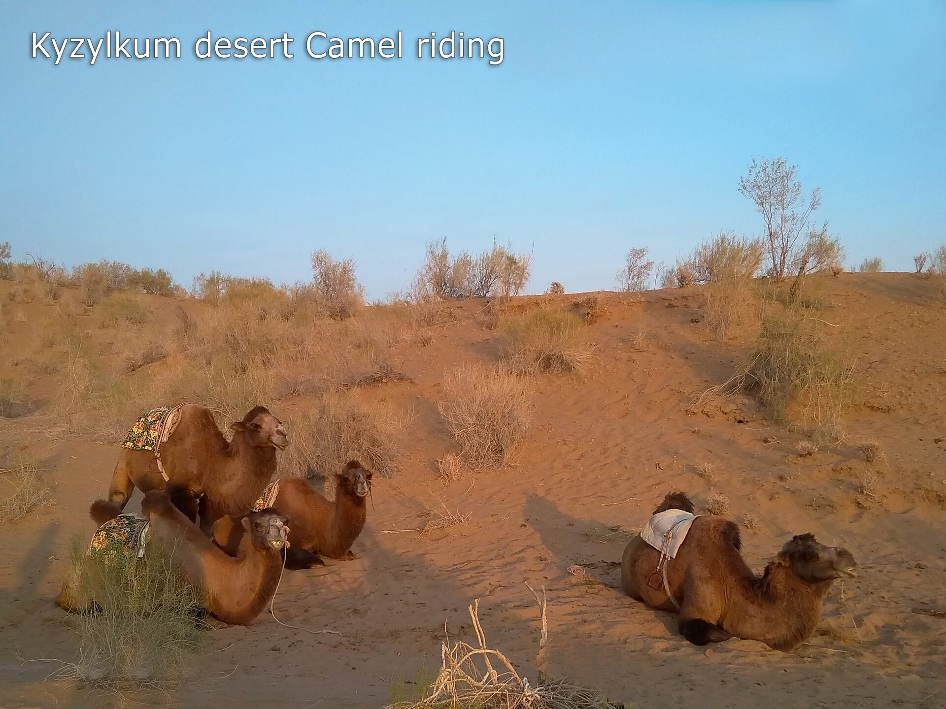 Uzbekistan Kyzylkum desert Camel riding