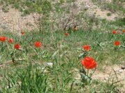 Uzbekistan hiking trekking tulips watching tour in Ugam-Chatkal national park to Paltau waterfall