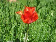 Uzbekistan Tulips Watching Hiking April 2019 Fixed Date Guaranteed Tours Uzbekistan Tulipa Kaufmanniana Regel (2)