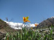 Usbekistan Wanderung Trekking und Tulpen Beobachtung im Ugam-Tschatkal Nationalpark zum Wasserfall Aksarsay