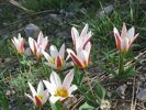 April tulips watching hiking