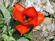 Uzbekistan mountains Tulipa greigii Regel hiking (4)