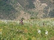 Uzbekisran  Mt.Patandazboshi horse riding in Ugam-Chatkal national park