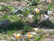 Uzbekistan tulips watching horse riding  through Paltau valley in Ugam-Chatkal national park