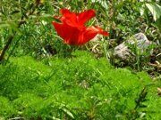 Uzbekistan mountains Tulipa greigii Regel hiking (5)