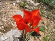 Uzbekistan tulips watching hiking trekking tour in Ugam-Chatkal national park to Paltau waterfall