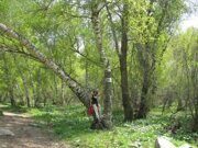 Uzbekistan hiking trekking in Ugam-Chatkal national park to Paltau valley birch grove