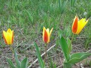 Uzbekistan mountains Tulipa tschimganica Z.Botsch hiking (11)