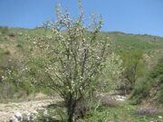 Uzbekistan hiking trekking and April blooming trees watching in Ugam-Chatkal national park Paltau valley