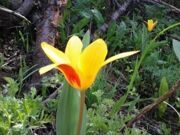 April tulips watching hiking in Uzbekistan mountains 