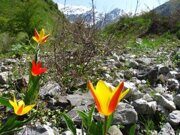 Uzbekistan mountains Tulipa tschimganica Z.Botsch hiking (2)1