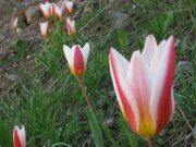 Uzbekistan Tulips Watching Hiking April 2019 Fixed Date Guaranteed Tours Uzbekistan Tulipa Kaufmanniana Regel (2)