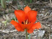 Uzbekistan tulips watching hiking trekking tour in Ugam-Chatkal national park to Paltau waterfall