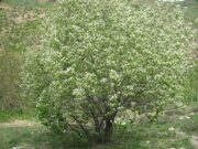 Uzbekistan hiking trekking and April blooming trees watching in Ugam-Chatkal national park to Paltau waterfall