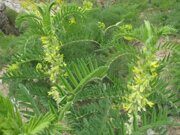 Uzbekistan hiking trekking and flowers watching tour in Ugam-Chatkal national park to Paltau valley