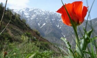 UZBEKISTAN TULIPS WATCHING. TULIPA GREIGII REGEL