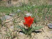 Uzbekistan hiking trekking tulips watching tour in Ugam-Chatkal national park to Paltau waterfall