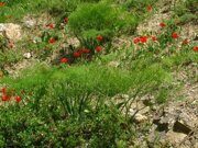 Uzbekistan mountains Tulipa greigii Regel hiking (7)