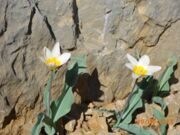 Uzbekistan mountain Urungach lake tulips watching hiking trekking in Ugam-Chatkal national park